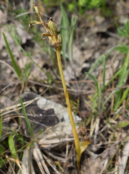 Orchis anthropophora in Appennino Reggiano