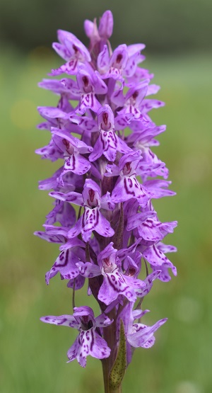 Dactylorhiza fuchsii o forma ibrida?