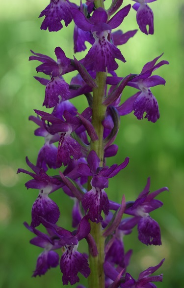 Orchis xpenzigiana...?