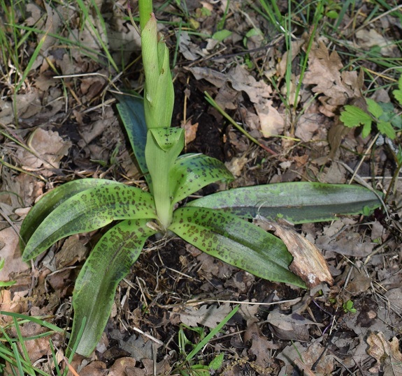 Orchis xpenzigiana...?