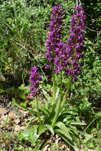 Orchis xpenzigiana...?