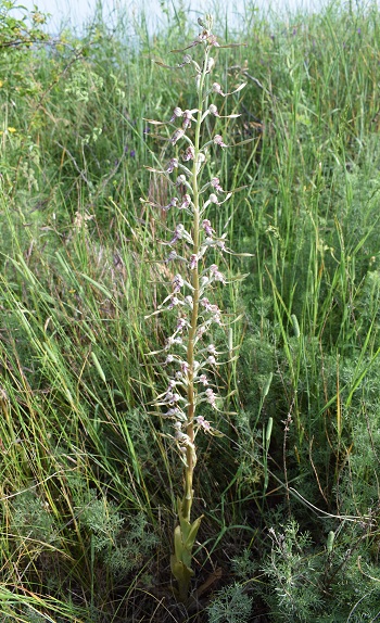 Himantoglossum adriaticum o hircinum?