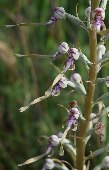 Himantoglossum adriaticum o hircinum?