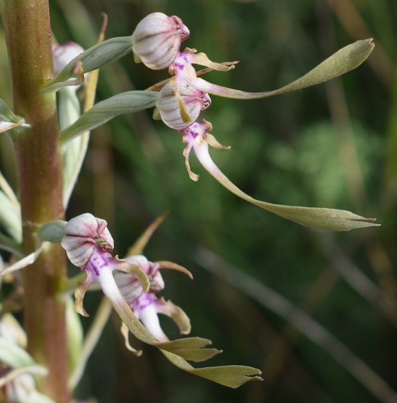 Himantoglossum adriaticum o hircinum?