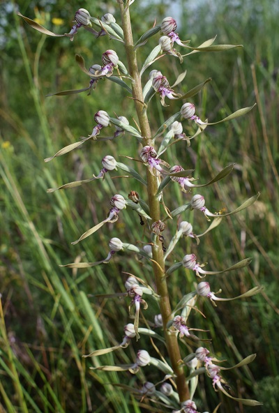 Himantoglossum adriaticum o hircinum?