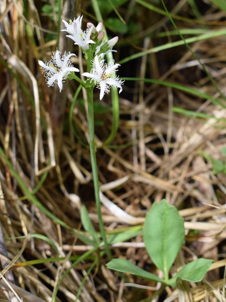 Menyanthes trifoliata / Trifoglio fibrino