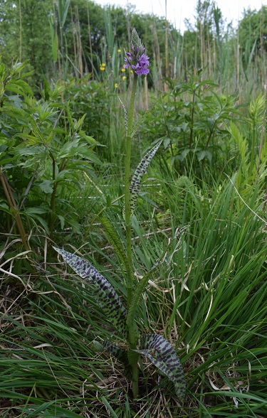 Dactylorhiza maculata subsp. fuchsii