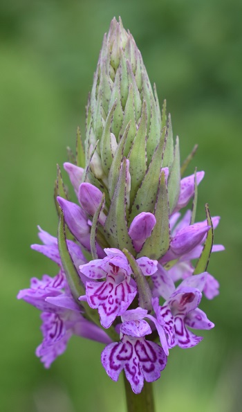 Dactylorhiza maculata subsp. fuchsii