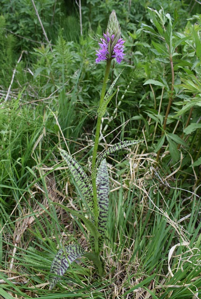 Dactylorhiza maculata subsp. fuchsii