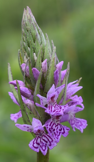 Dactylorhiza maculata subsp. fuchsii