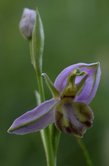 Lusus di Ophrys apifera?