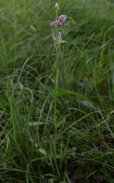 Lusus di Ophrys apifera?