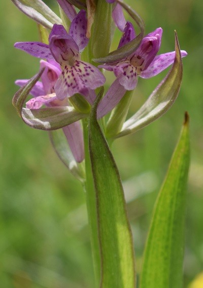 E questa Dactylorhiza?