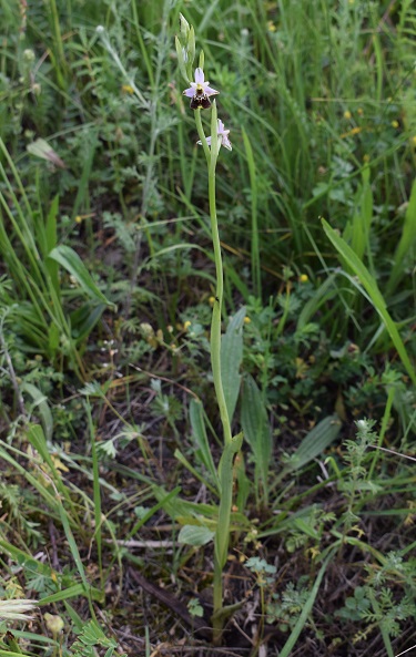 Ophrys tetraloniae / Ofride Tetralonia