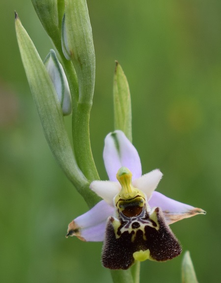 Ophrys tetraloniae / Ofride Tetralonia