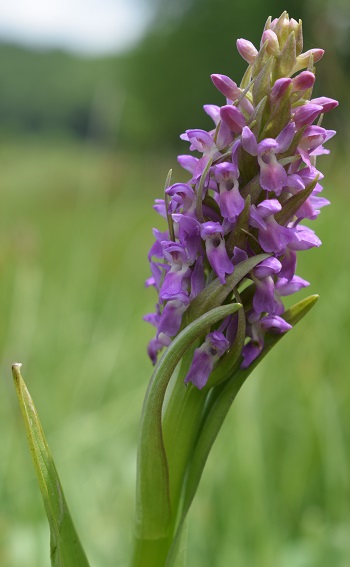 Dactylorhiza incarnata var. immaculata?