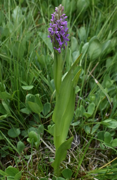 Dactylorhiza incarnata var. immaculata?