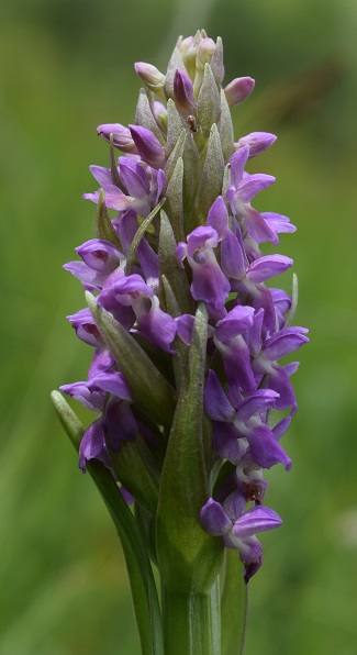 Dactylorhiza incarnata var. immaculata?