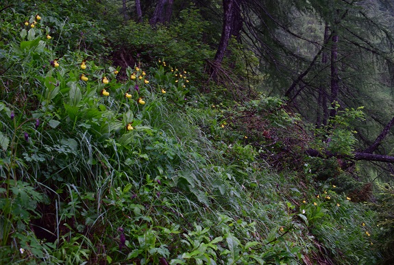 Cypripedium calceolus in Lombardia