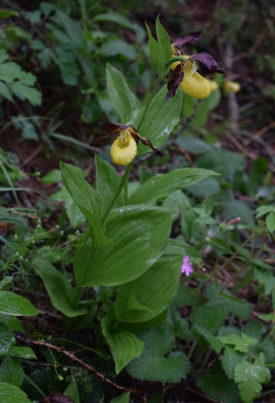 Cypripedium calceolus in Lombardia