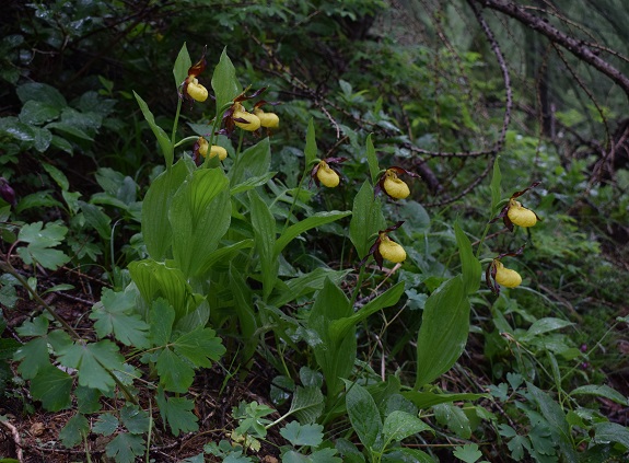 Cypripedium calceolus in Lombardia