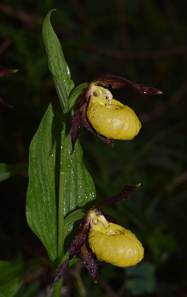 Cypripedium calceolus in Lombardia