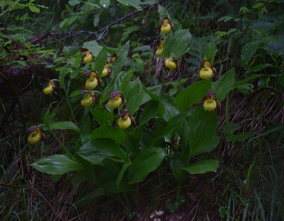 Cypripedium calceolus in Lombardia