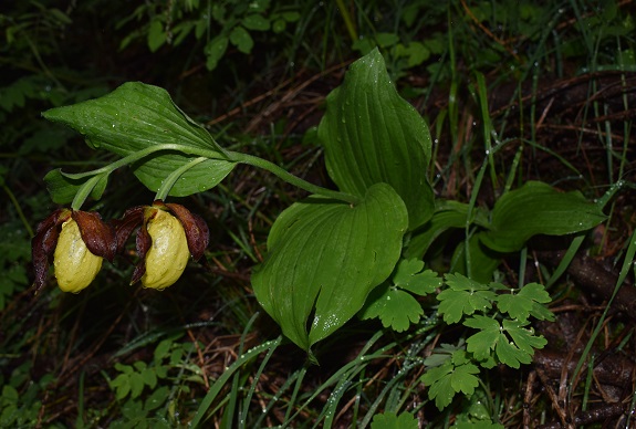 Cypripedium calceolus in Lombardia