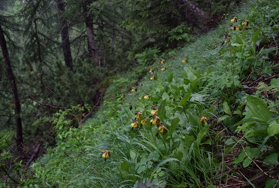 Cypripedium calceolus in Lombardia