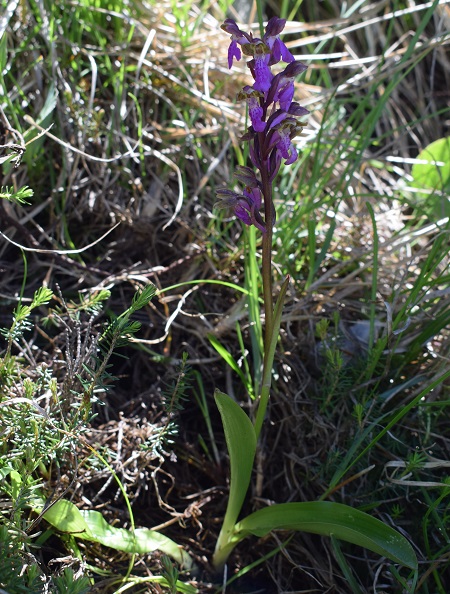 Orchis spitzelii