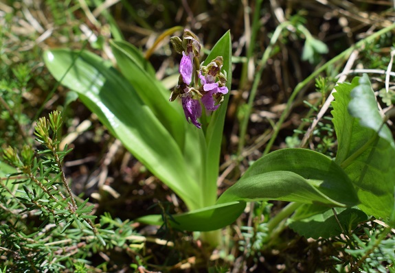 Orchis spitzelii