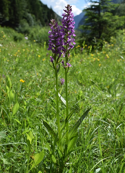 Dactylorhiza ibrida?