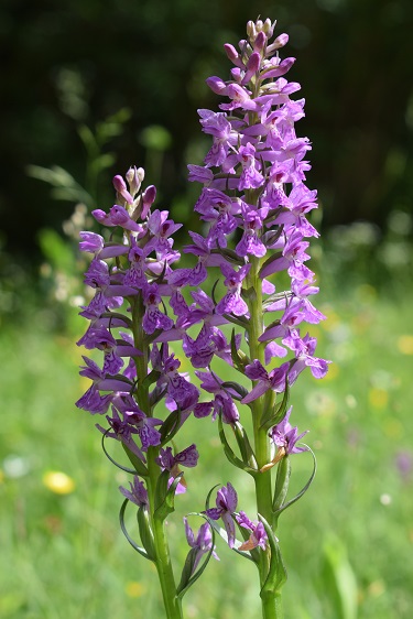 Dactylorhiza ibrida?