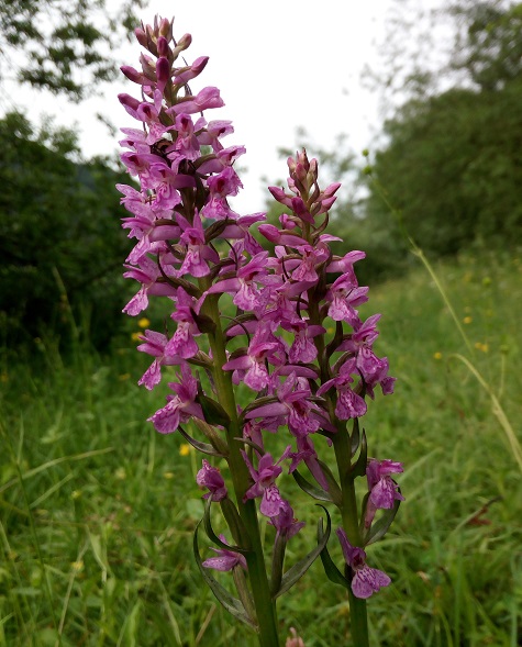 Dactylorhiza ibrida?