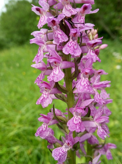 Dactylorhiza ibrida?