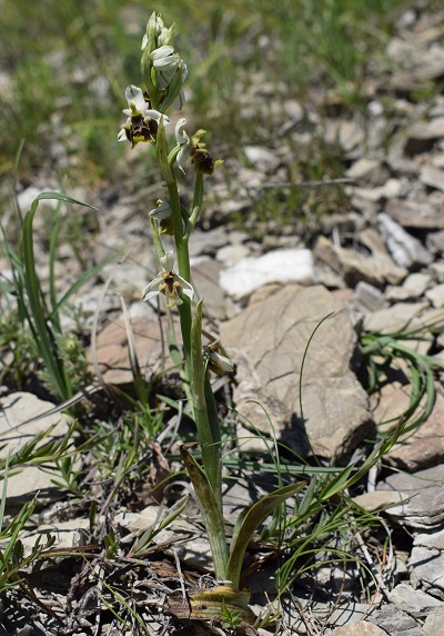 Ophrys holosericea