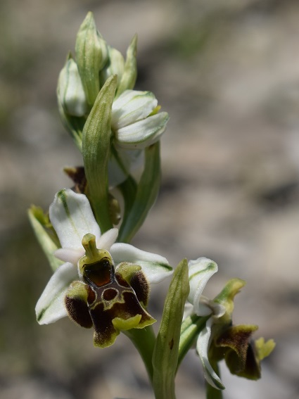 Ophrys holosericea