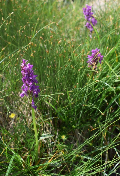 Dactylorhiza da identificare