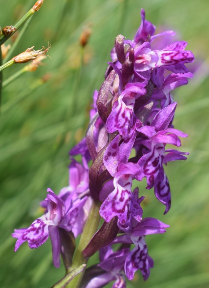 Dactylorhiza da identificare