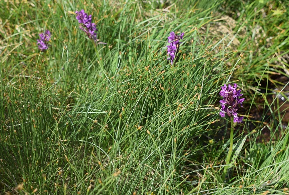 Dactylorhiza da identificare