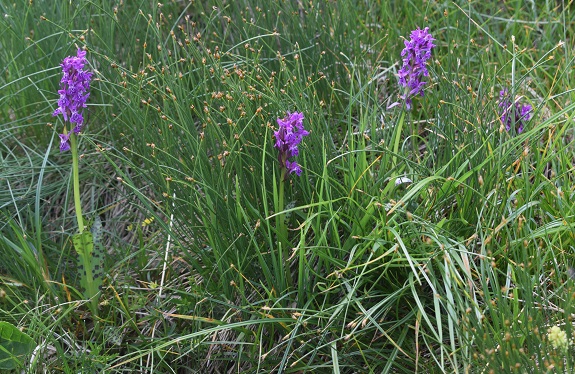 Dactylorhiza da identificare