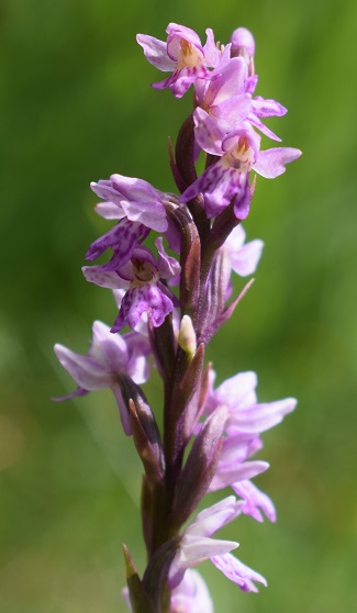 Dactylorhiza fuchsii x Pseudorchis albida?