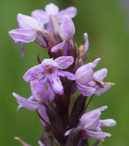 Dactylorhiza fuchsii x Pseudorchis albida?