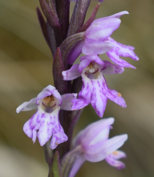 Dactylorhiza fuchsii x Pseudorchis albida?