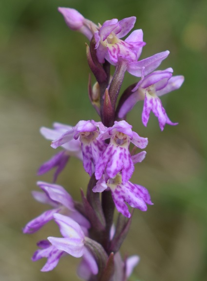 Dactylorhiza fuchsii x Pseudorchis albida?