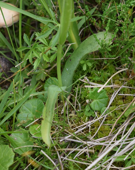 Dactylorhiza fuchsii x Pseudorchis albida?