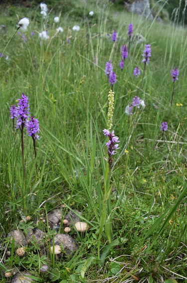 Dactylorhiza fuchsii x Pseudorchis albida?