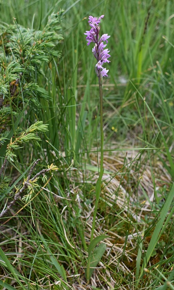 Dactylorhiza fuchsii x Pseudorchis albida?