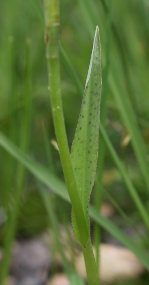 Dactylorhiza fuchsii x Pseudorchis albida?