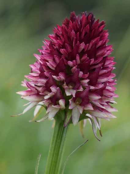 Nigritella rhellicani / Nigritella comune